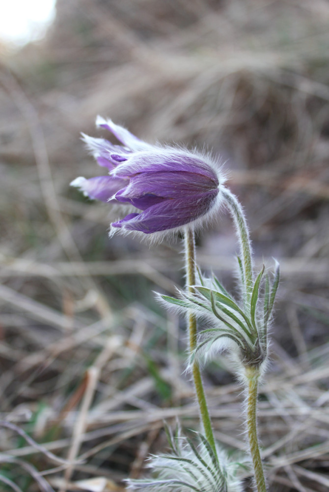 Potentilla nitida